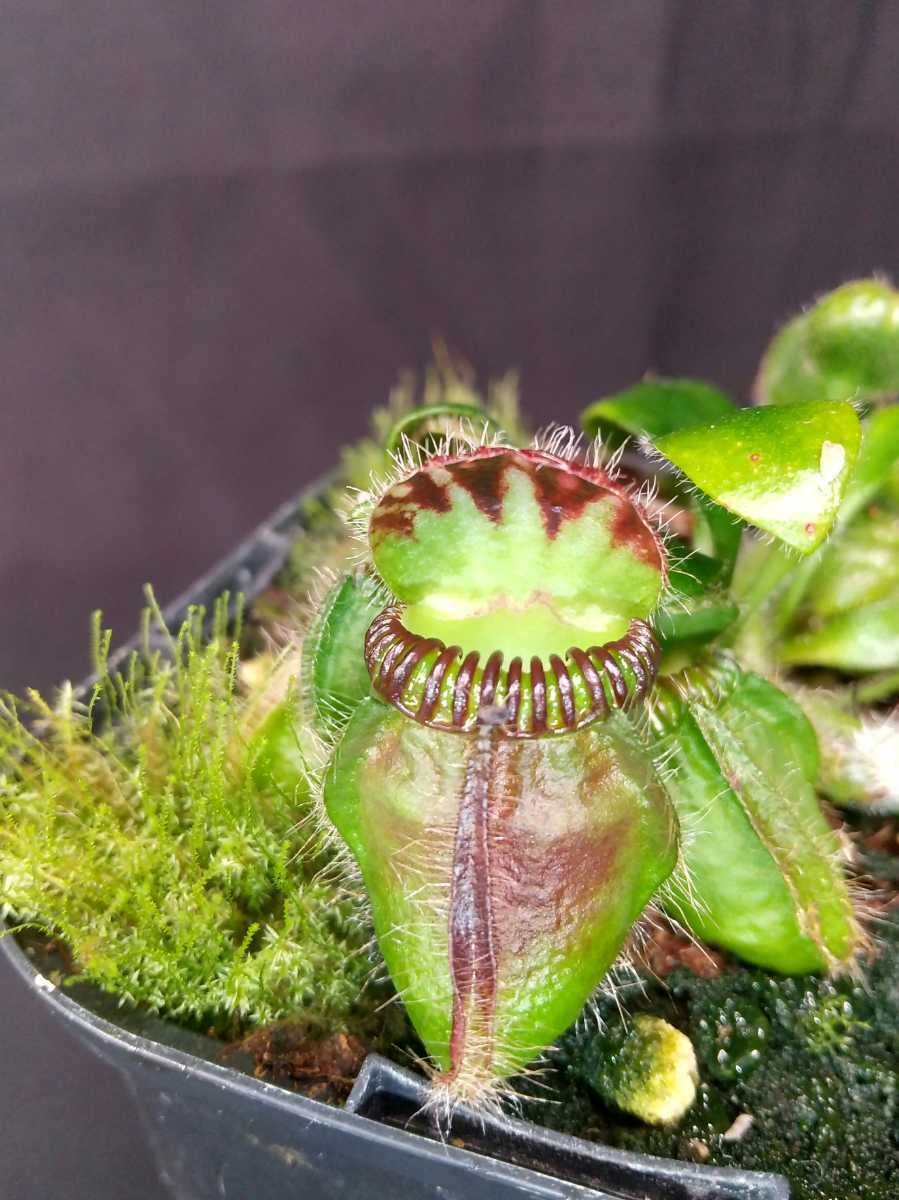 Cephalotus follicularis Eden Black CZP セファロタス 食虫植物