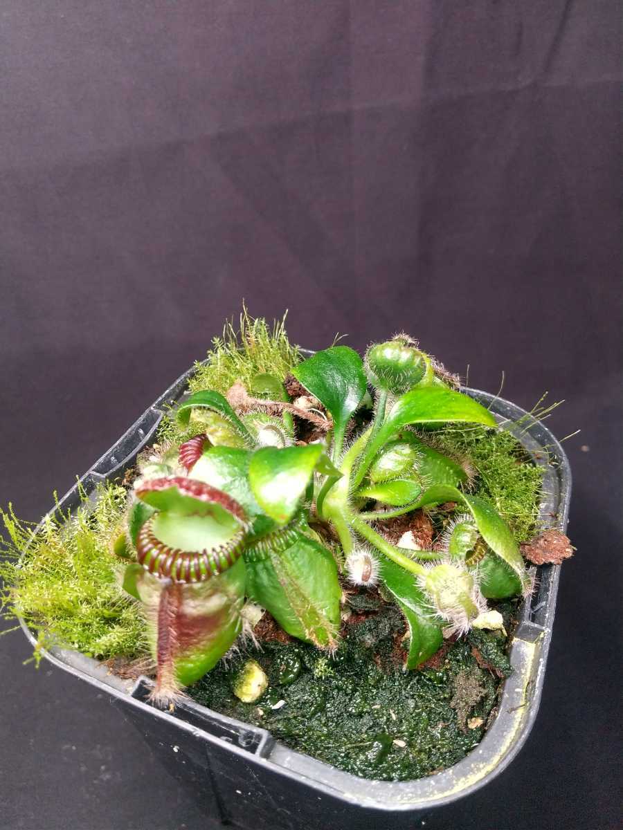 Cephalotus follicularis Eden Black CZP セファロタス 食虫植物