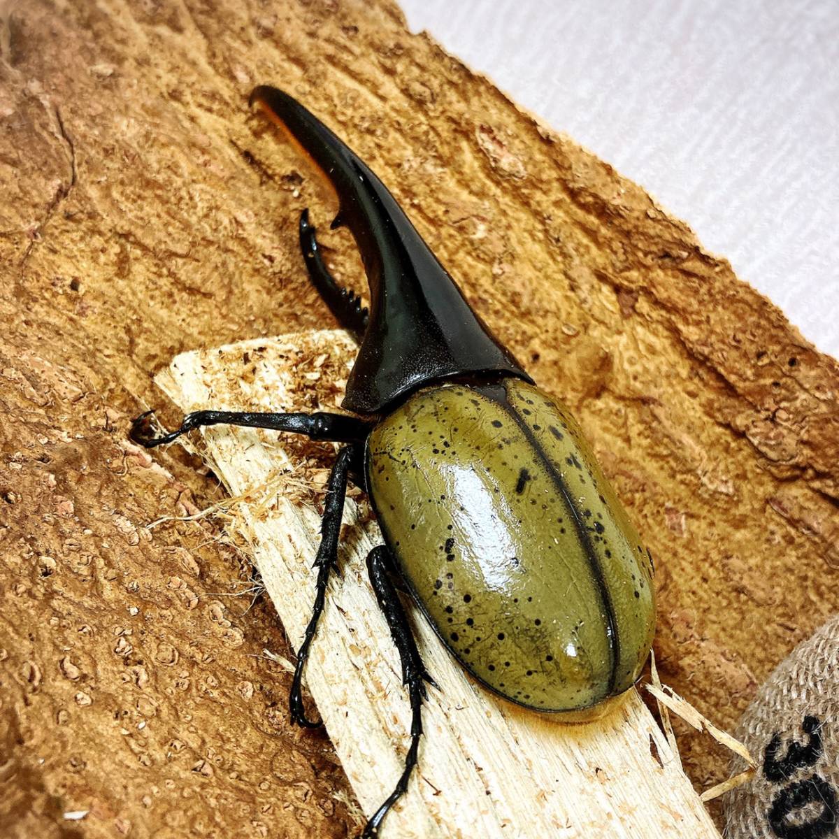 ヘラクレスオオカブト　　3令幼虫ペア_1