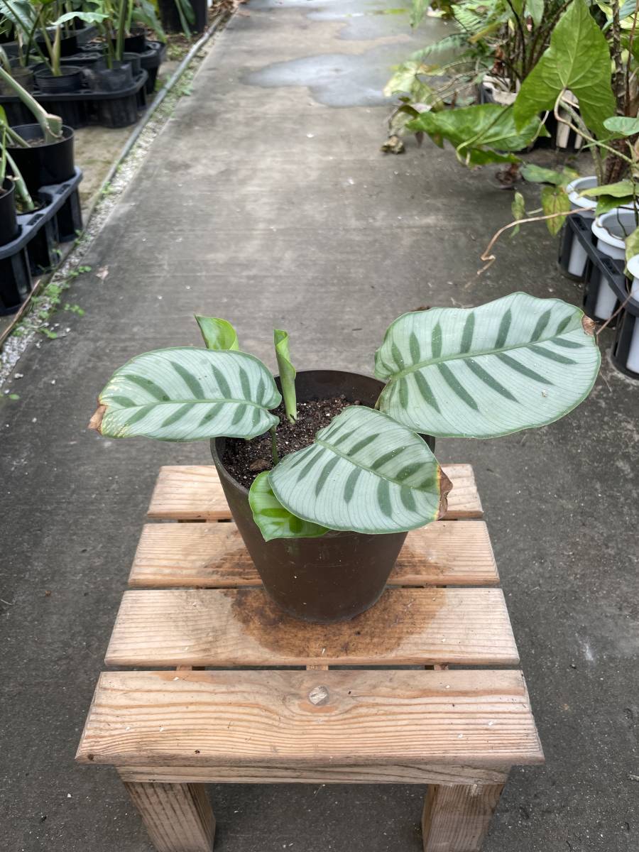 カラテア・ベラ ☆ Calathea Bella(観葉植物)｜売買されたオークション 