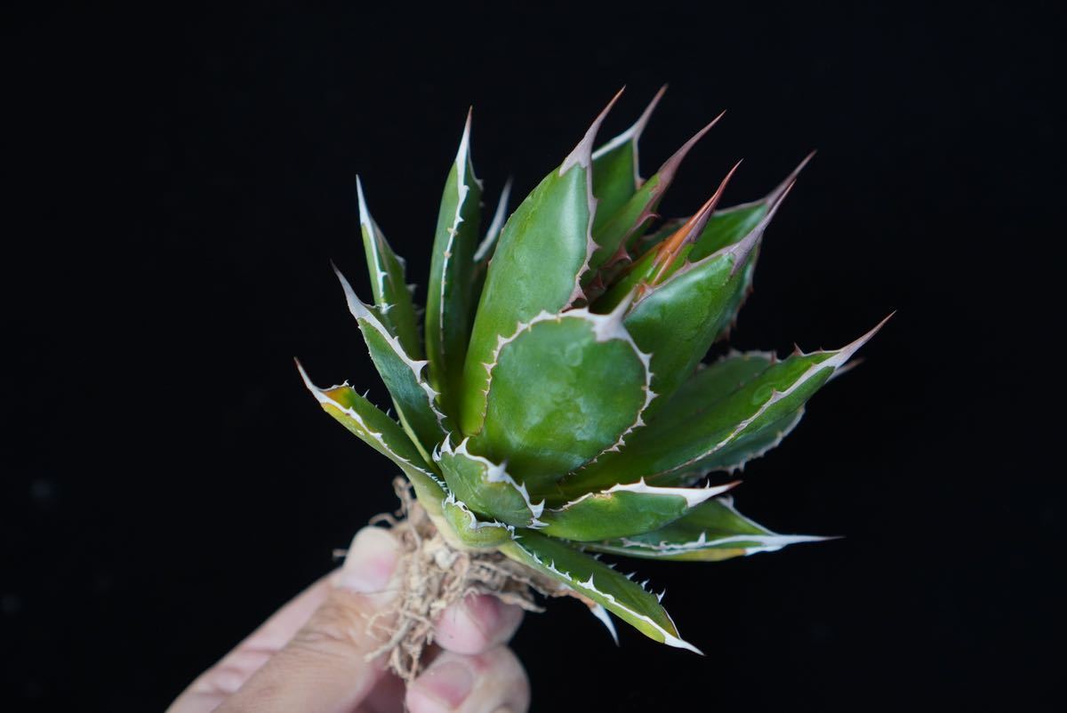 アガベ　チタノタ　ホリダ agave アガベ チタノタ ホリダ 多肉植物 観葉植物 鉢付 - Agave