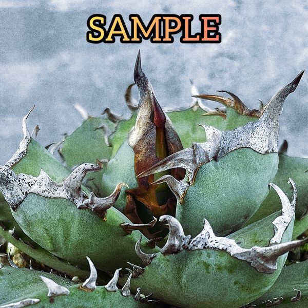 【2026，送料無料】 F2988 ラスト株 超 チタノタ アガベ チタノタ 阿修羅 Agave titanota ' ASHURA '(アガベ)｜売買されたオークション情報、yahooの商品情報をアーカイブ公開 - オークファン アガベ