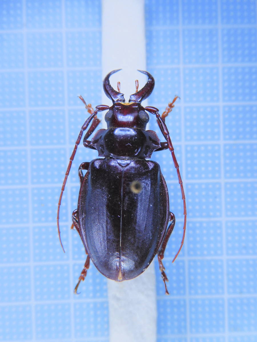 最珍品　ソマリア産 Nothophysis folchinii 38mm