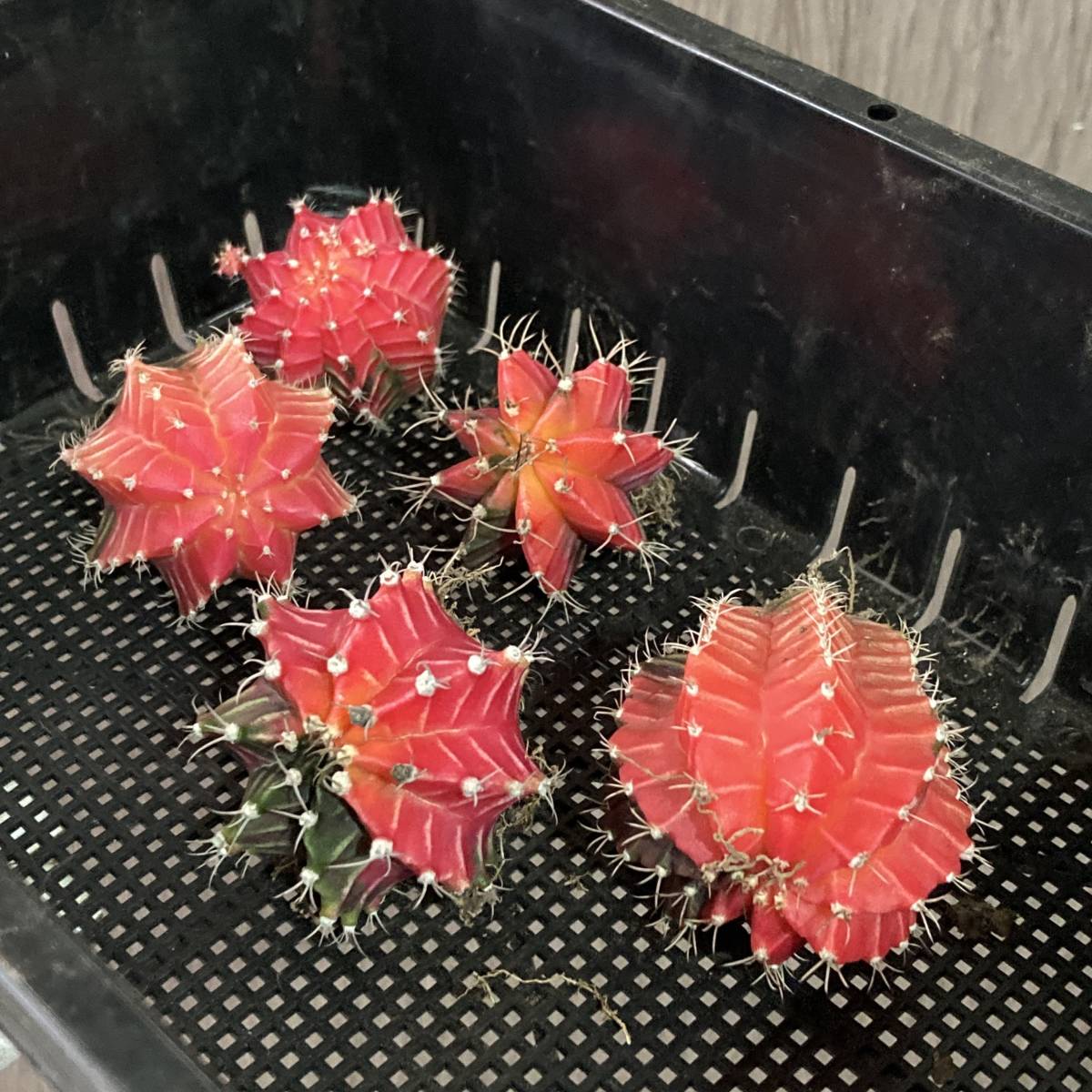 P726 特選 多肉植物 LB2178錦 x 緋紅牡丹 ギムノカリキウム