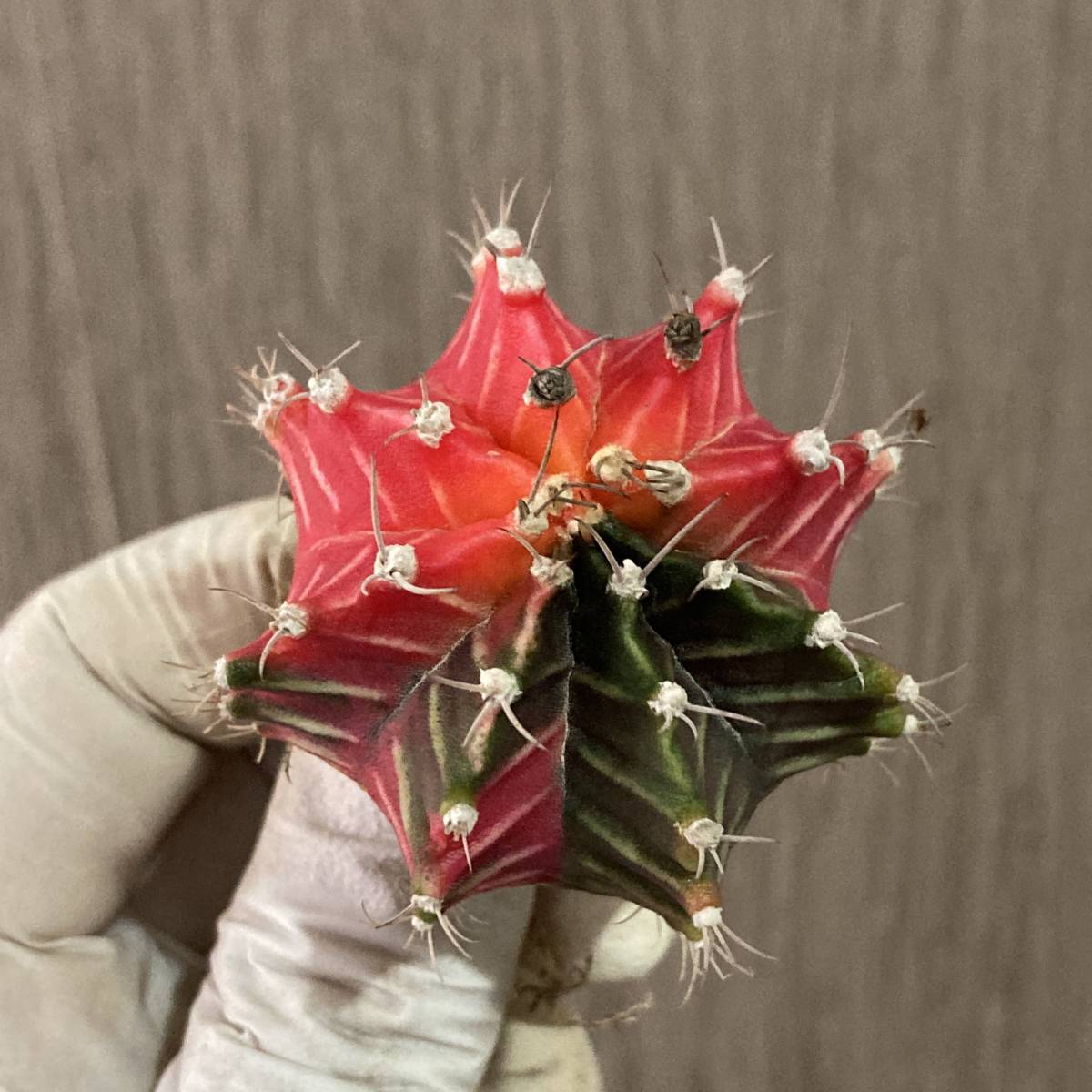 P726 特選 多肉植物 LB2178錦 x 緋紅牡丹 ギムノカリキウム
