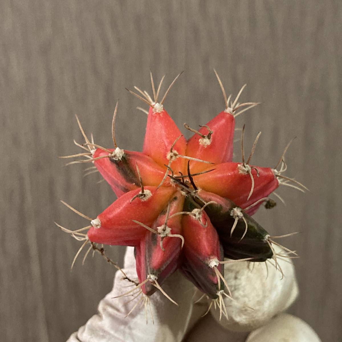 P726 特選 多肉植物 LB2178錦 x 緋紅牡丹 ギムノカリキウム