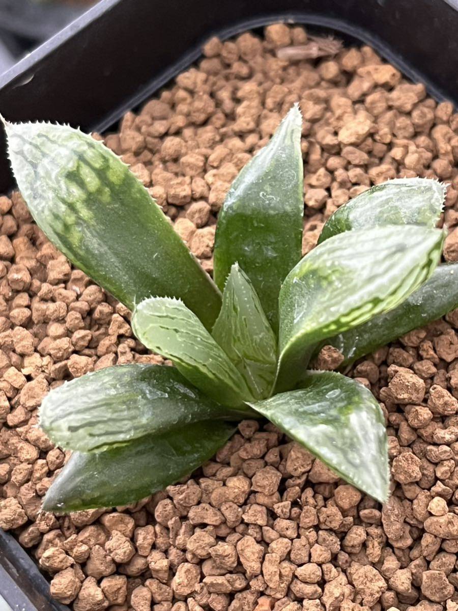 ハオルチア ナイルの一滴 カキコ苗 【公式通販】