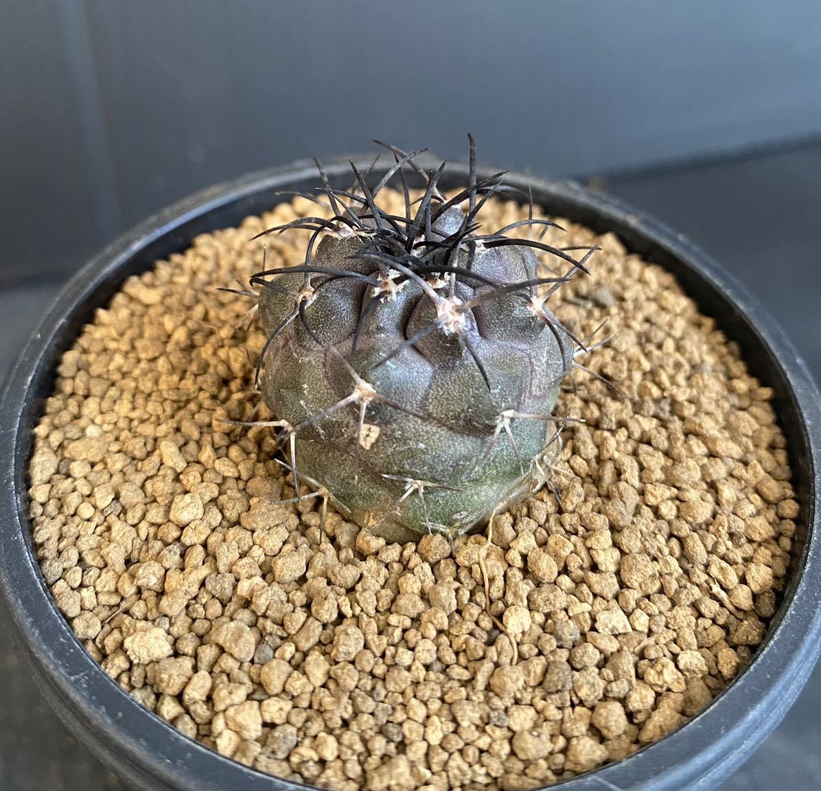 コピアポア グリセオビオラセア 実生 ① 栗星玉 多肉植物 サボテン 黒