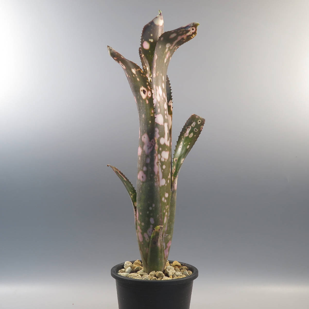 ビルベルギア ☆ Billbergia Cold Fusion ★ タンクブロメリア