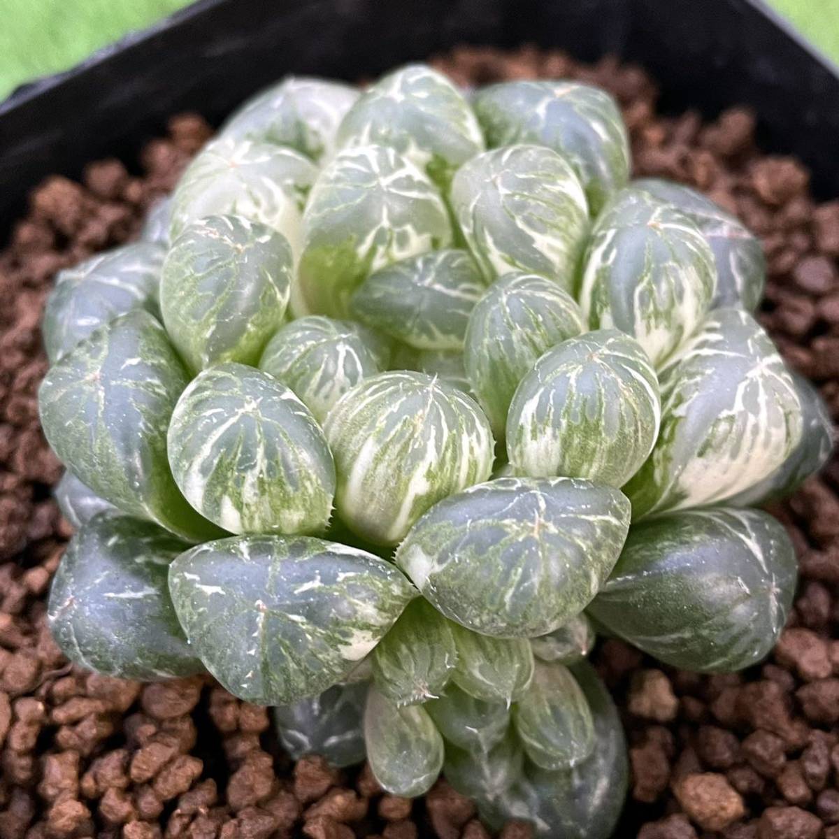 23 Pachypodium bicolor パキポディウム サボテン 多肉植物 塊根