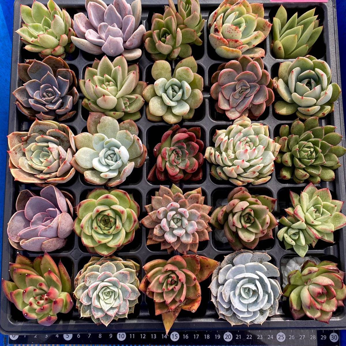 14【特大】【匿名配送】カット苗 エケベリア25品【画像4枚目に品名】多肉植物