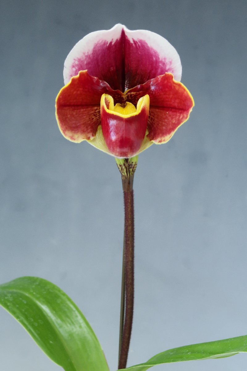 洋蘭　パフィオ TA9376 TB17-48 Paph. (Red Gem 'Stardom' x Hamana Teles 'Mlzutani No.1' SM/JOGA)