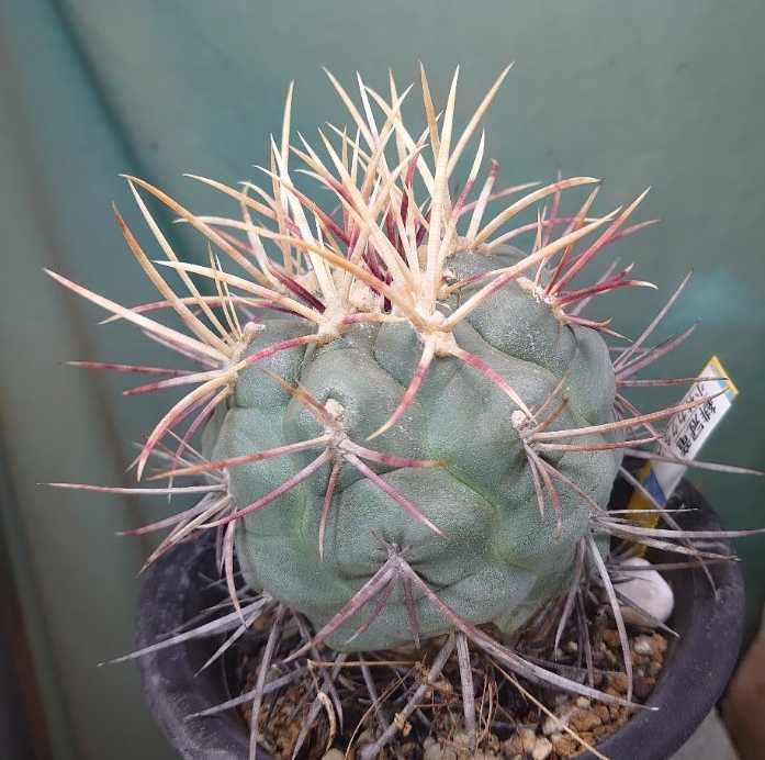 小林カクタス ハオルチア アガベ 多肉ー緋冠竜