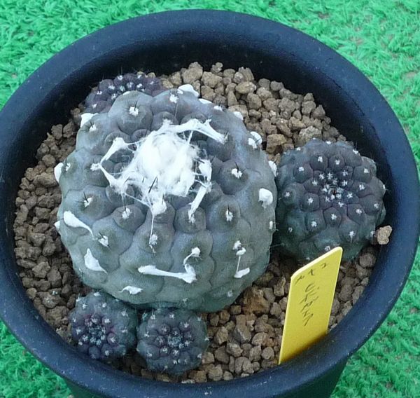コピアポア ヒポガエア Copiapoa サボテン M2 | 台湾産 リザードスキン