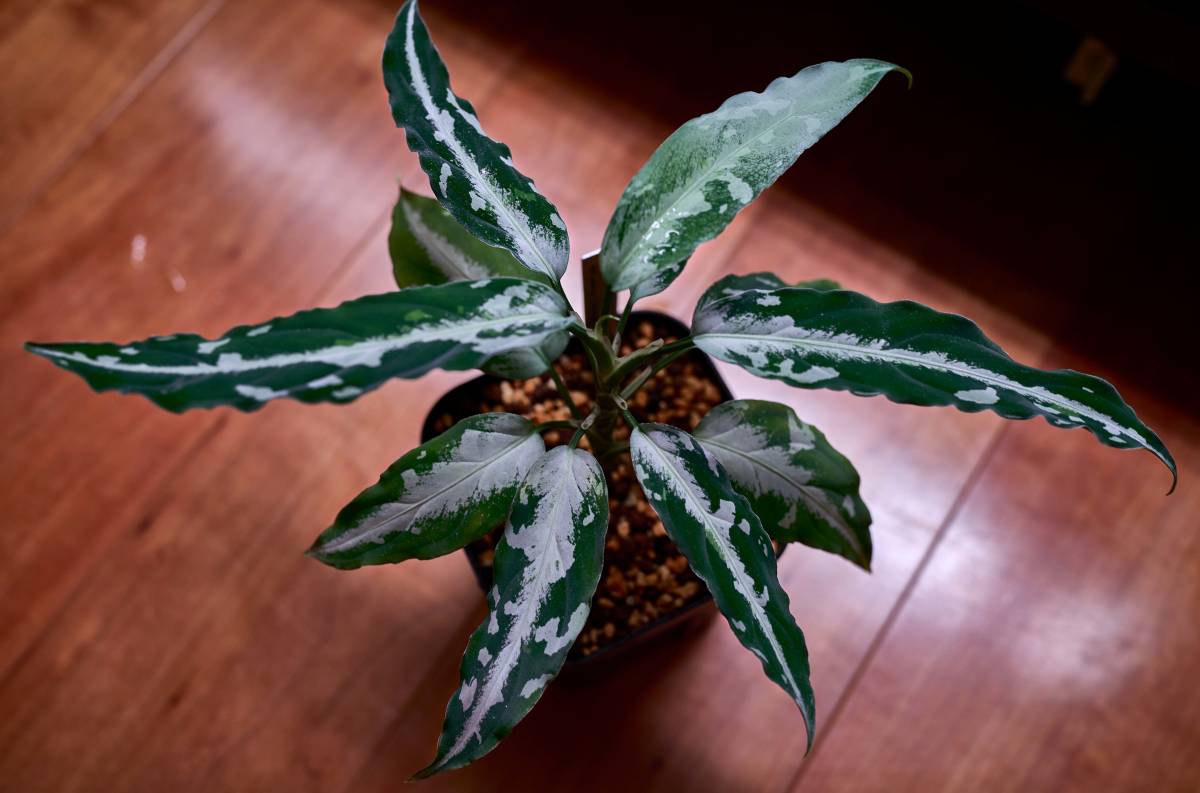 LA便 Aglaonema pictum AS+ Aceh sumatera 【LA1113-3ss】(観葉植物