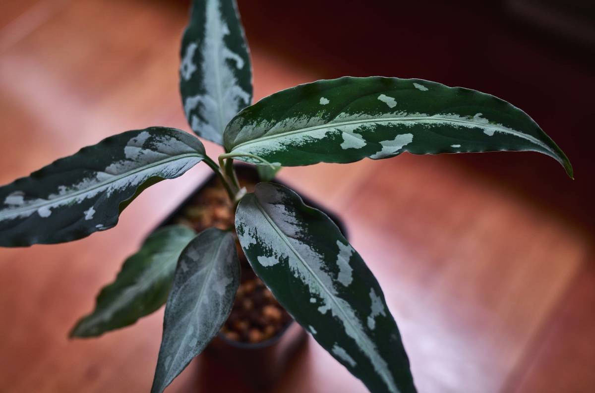 LA便 Aglaonema pictum AS+ Aceh sumatera 【LA1113-3ss】(観葉植物