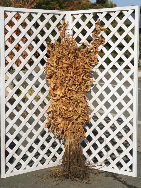 クヌギ 1mふるい苗 25本 苗