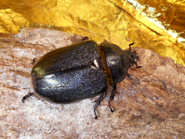 即ブリ可能！漆黒の騎士！ネプチューン６６♀単品