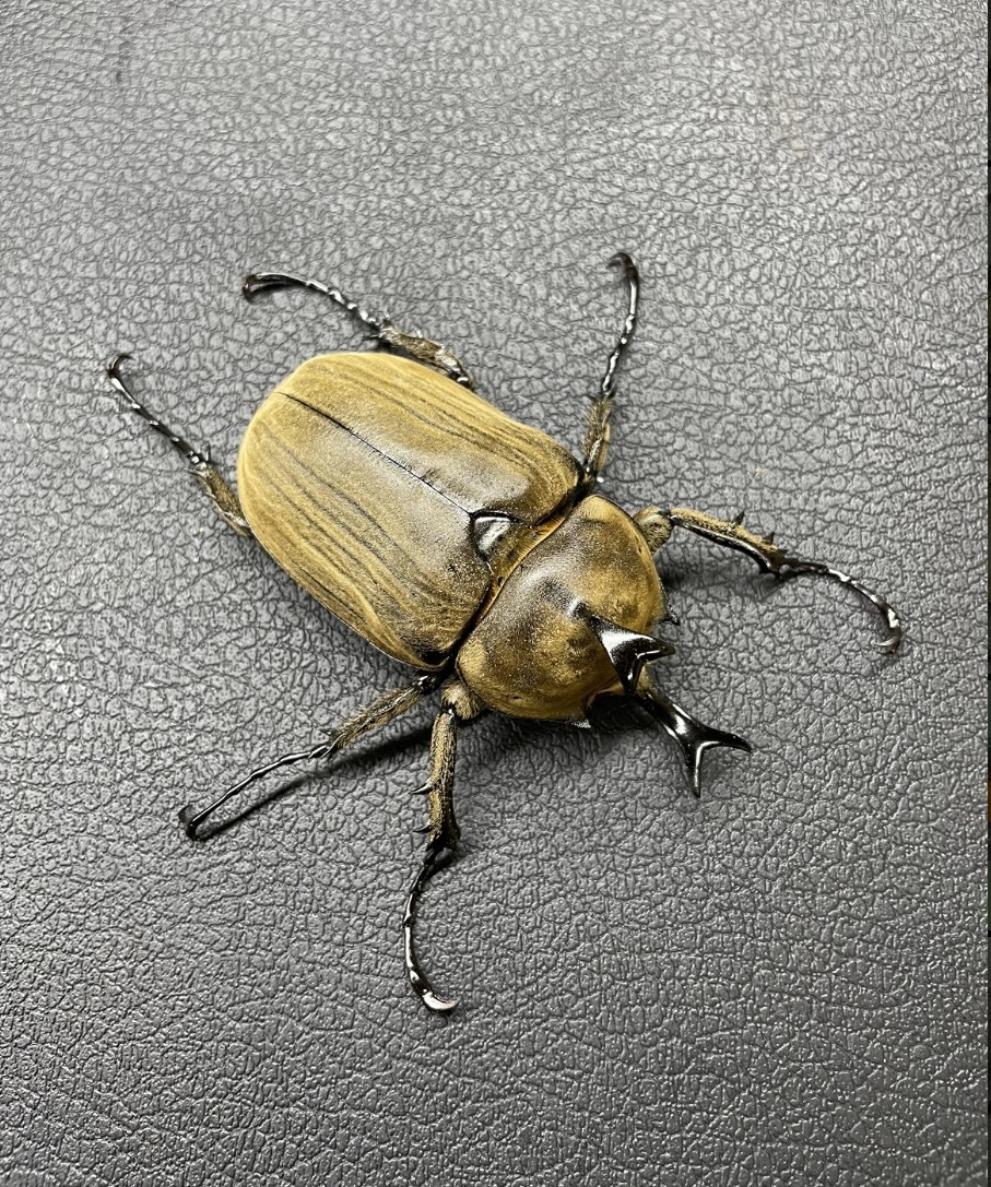 希少産地】アヌビスゾウカブト♂80.5㎜♀61.5㎜大型ペア 新成虫