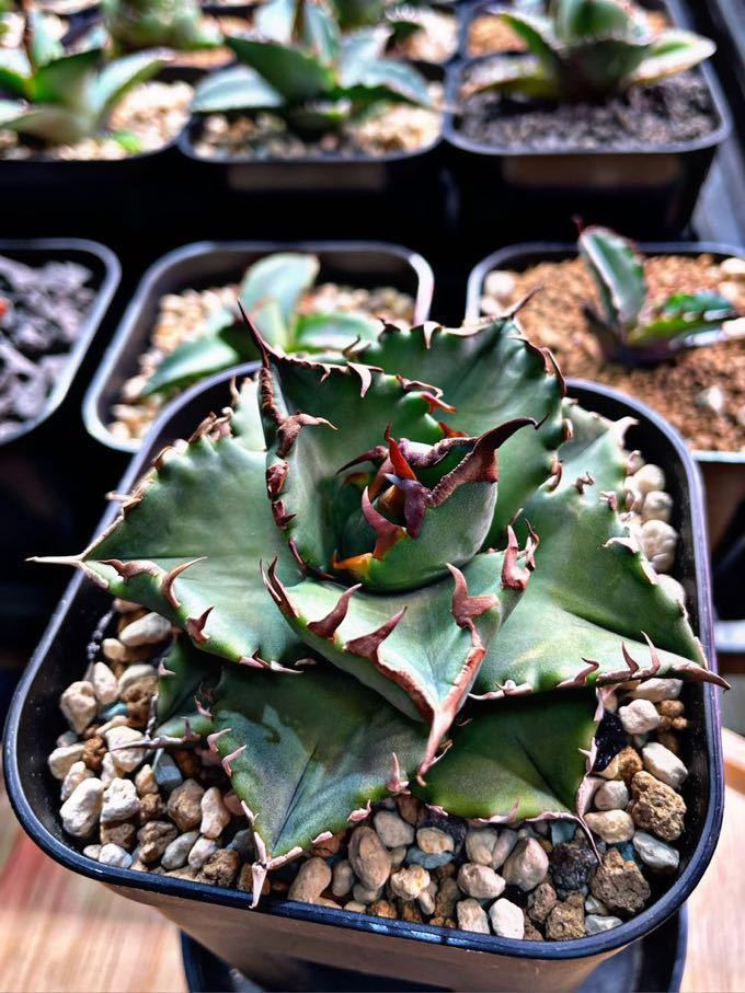 コレクション株ノーネーム ボールタイプ アガベ コレクション株