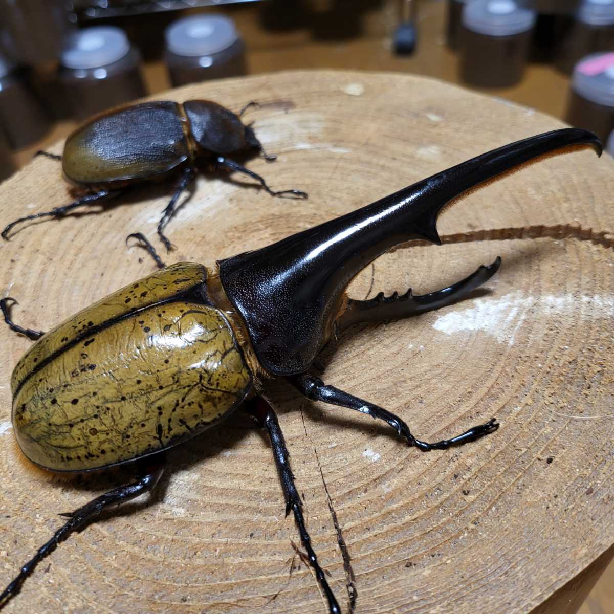 ☆【格安出品】兄弟180mmup DHH成虫ペア♂153mm ♀67mm 胸角太め 美形