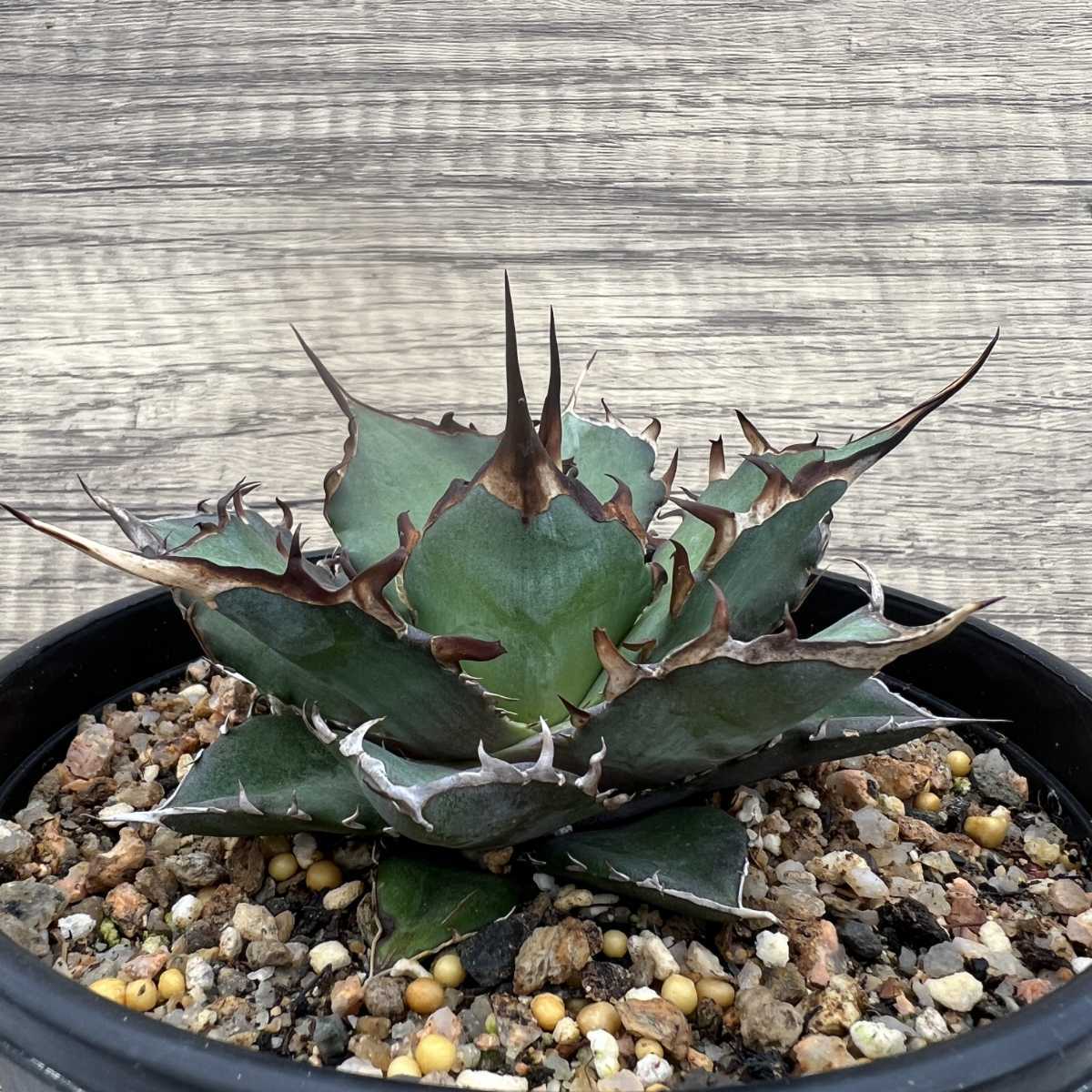 アガベ・チタノタ ハデス(黒帝斯)_小-011|agave F33 【激レア アガベ・チタノタ ハデス(黒帝斯)_小-011|agave F33 【激レア
