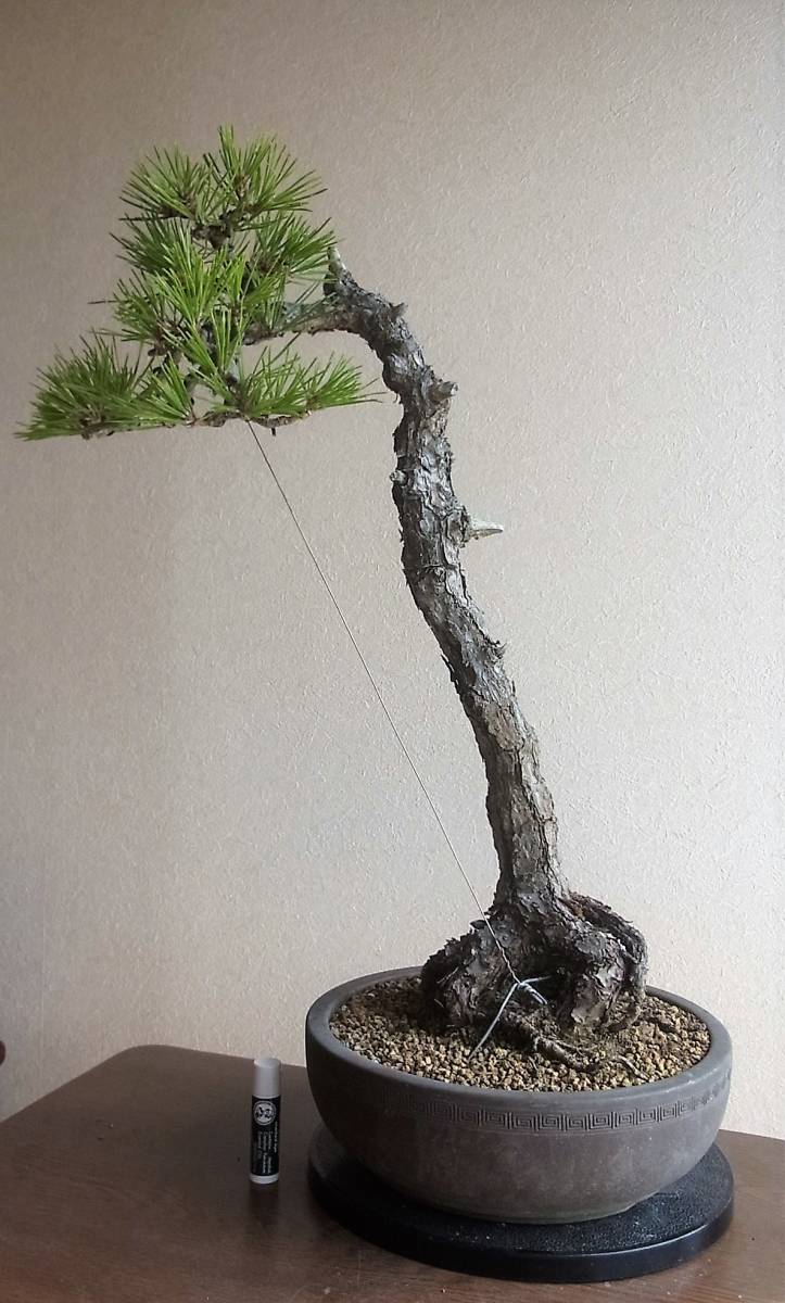 黒松 盆栽 樹高48cm 激古 山採り 文人 根芸 皮爆ぜ 葉性抜群 詫び寂び 
