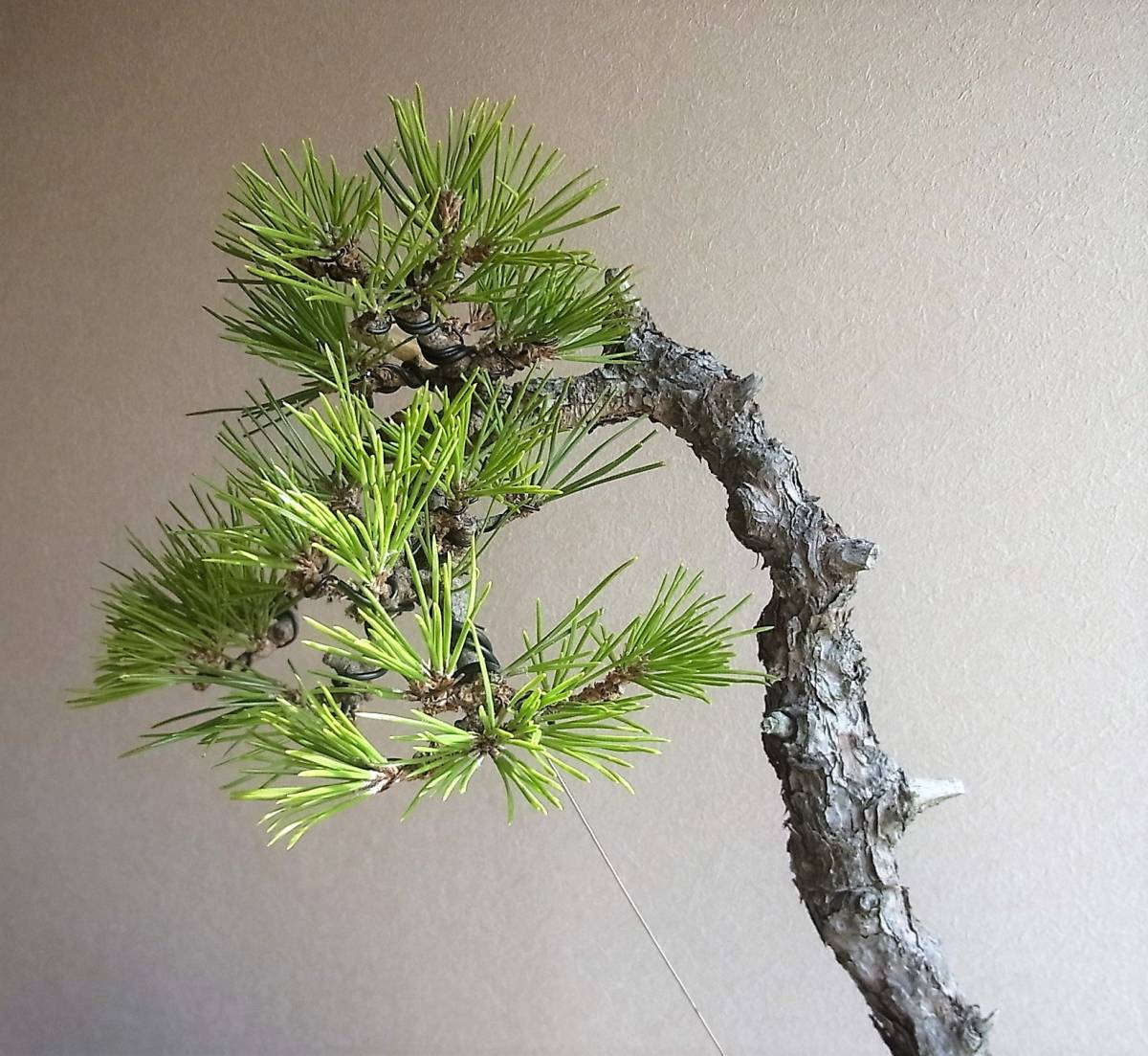 黒松 盆栽 樹高48cm 激古 山採り 文人 根芸 皮爆ぜ 葉性抜群 詫び寂び 
