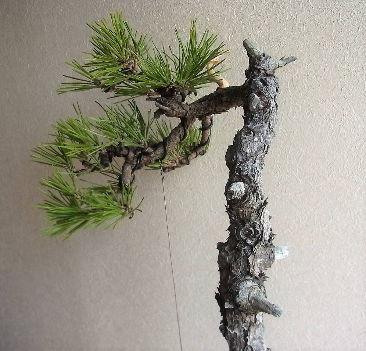 黒松 盆栽 樹高48cm 激古 山採り 文人 根芸 皮爆ぜ 葉性抜群 詫び寂び 枯淡(松)|売買されたオークション情報、yahooの商品情報を ...