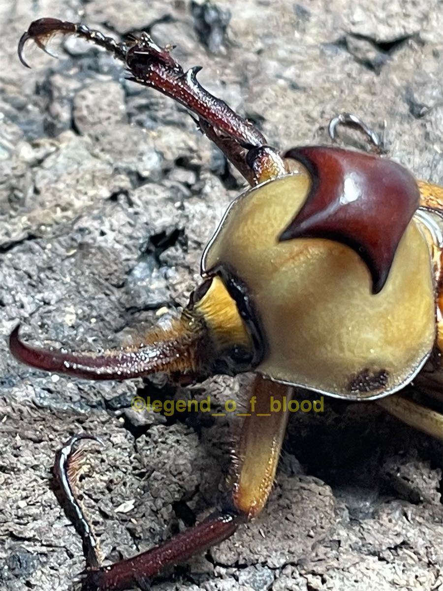 【LOB】ゴロファグラビゲール　♂61.3♀47.5ペア