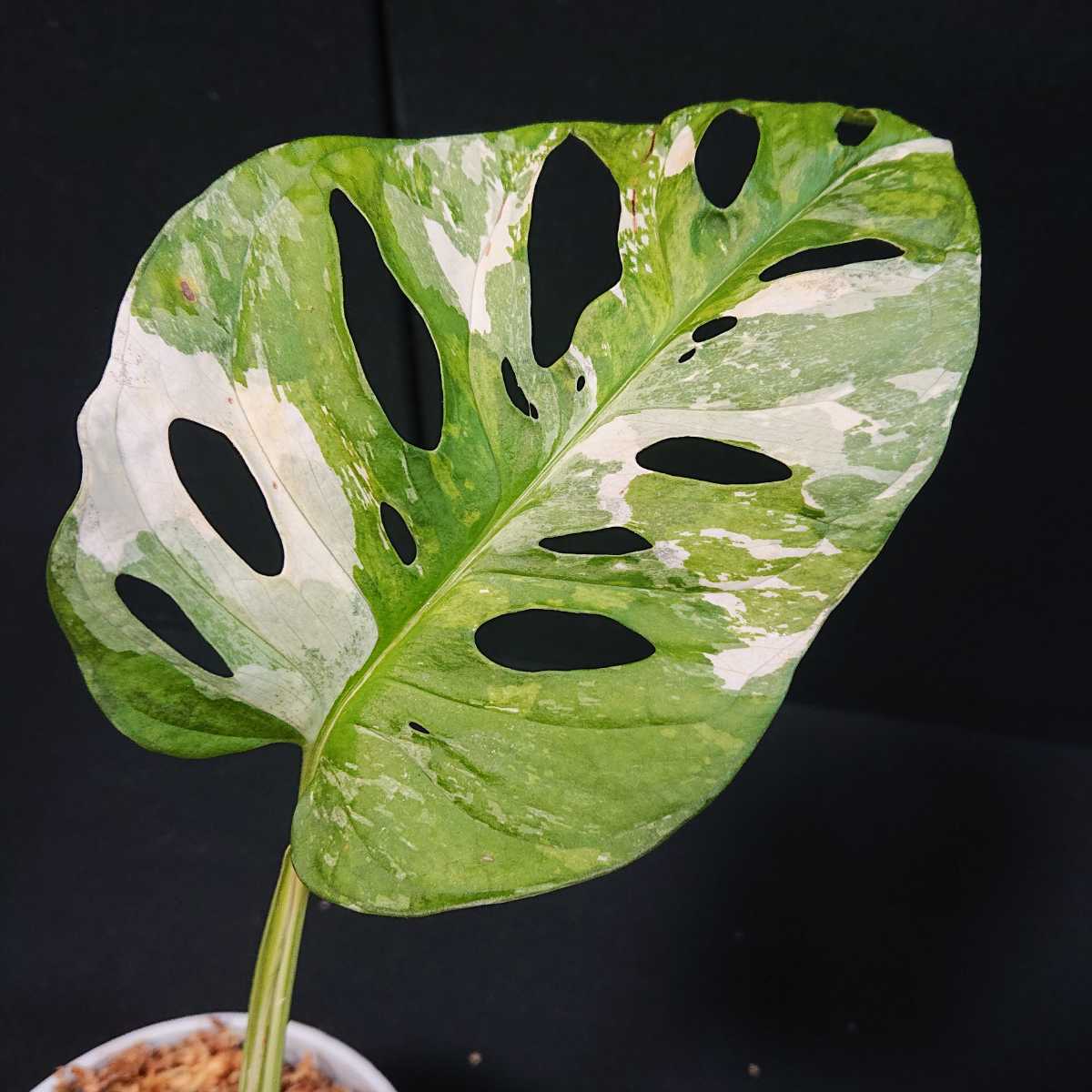 観葉植物 斑入りモンステラ ホワイトタイガー極美大株62cm白斑多
