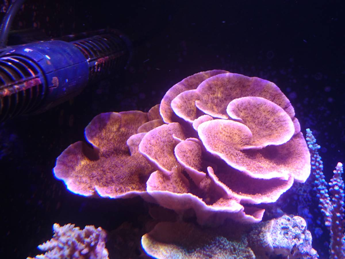 ☆送料込み☆ウスコモンサンゴレッド☆