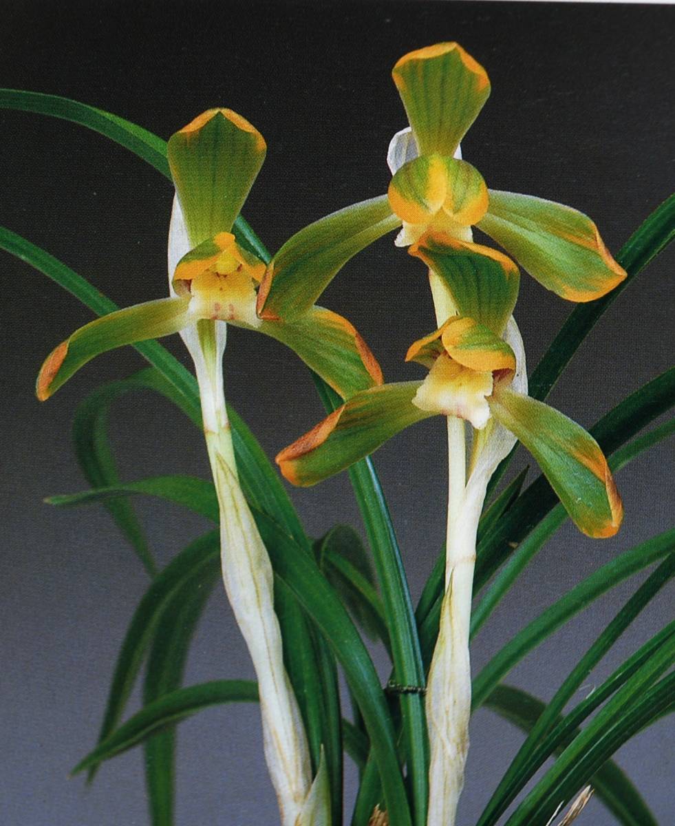 蘭遊園日本春蘭『日輪』花芽付き 春蘭 中国蘭 ラン