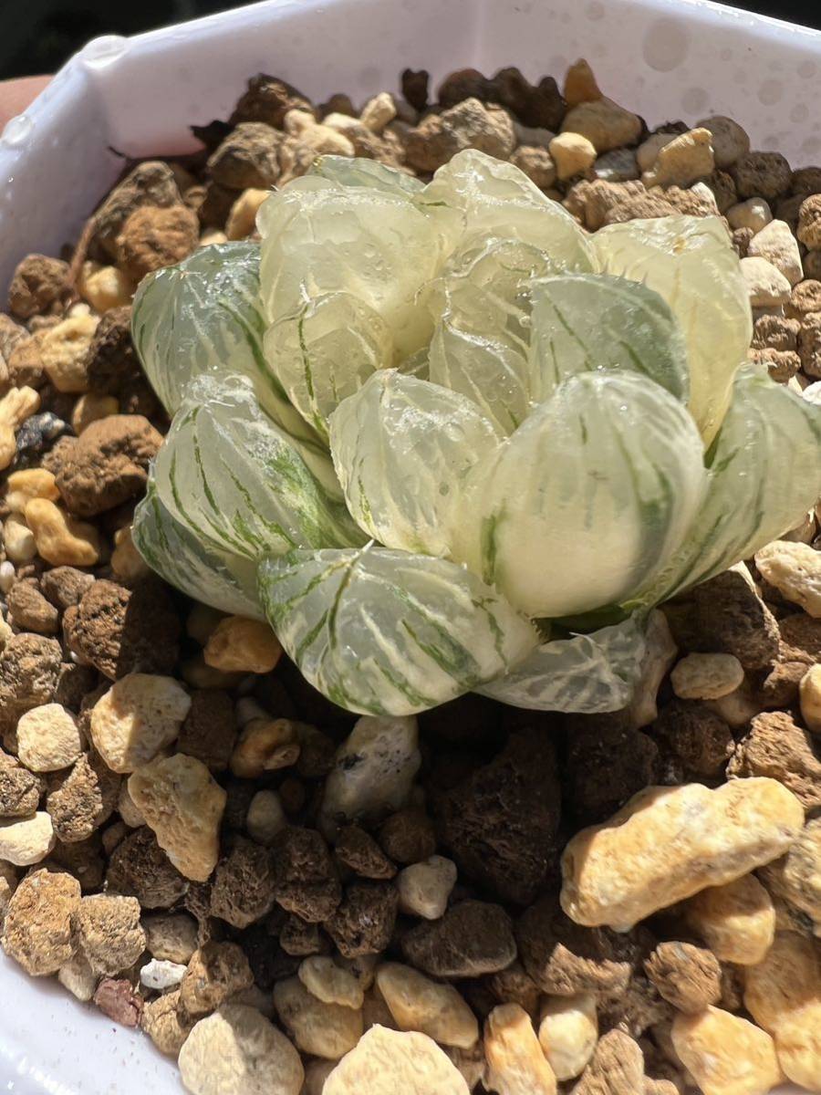 多肉植物 オブツーサ ハオルチア 錦 極上斑
