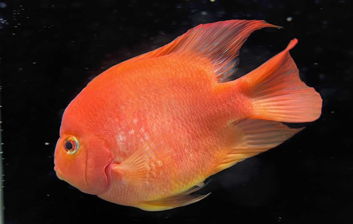 刈谷店☆　ビッグサイズ！！追加購入可能！【キングゴングパロット　±15cmm】 死着保証有り