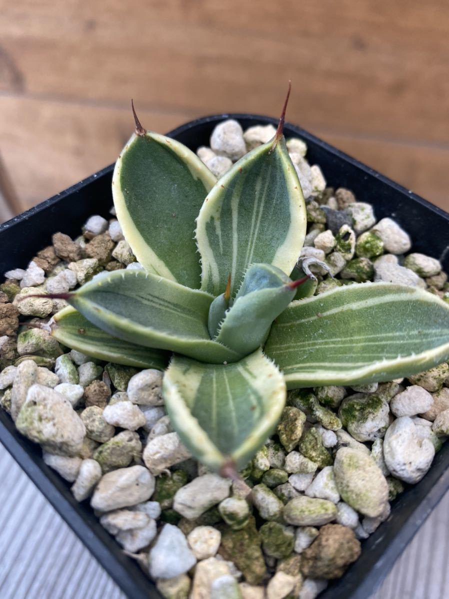 Agave parryi LimeStreak アガベ　ライムストリーク