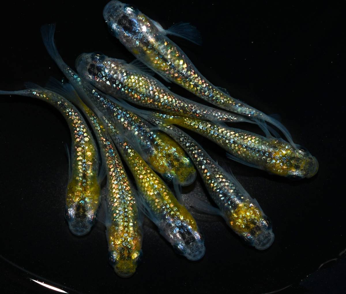 ＜メダカファーム泉駿河＞夜桜ゴールドX　若魚　４ペア　ソ‐４