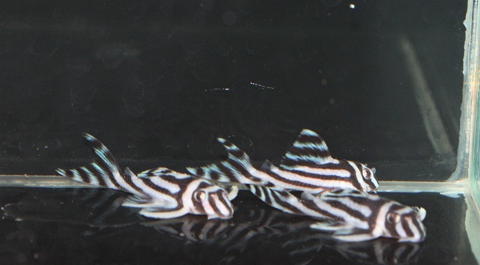 ★インペリアルゼブラプレコ(Ｆ1) 5ｃｍ±　3匹セット★