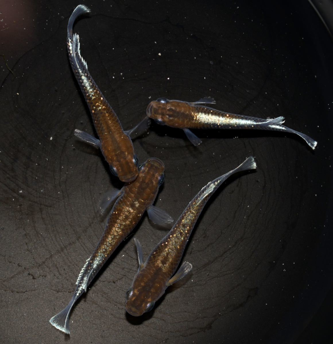 【めだか艶丸】J4　豪華掛け合わせ！　　　　　　　『朱光菊×レッドクリフダークタイプ』Ｆ１ 2ペア　産卵サイズ　現物出品　徳島発送