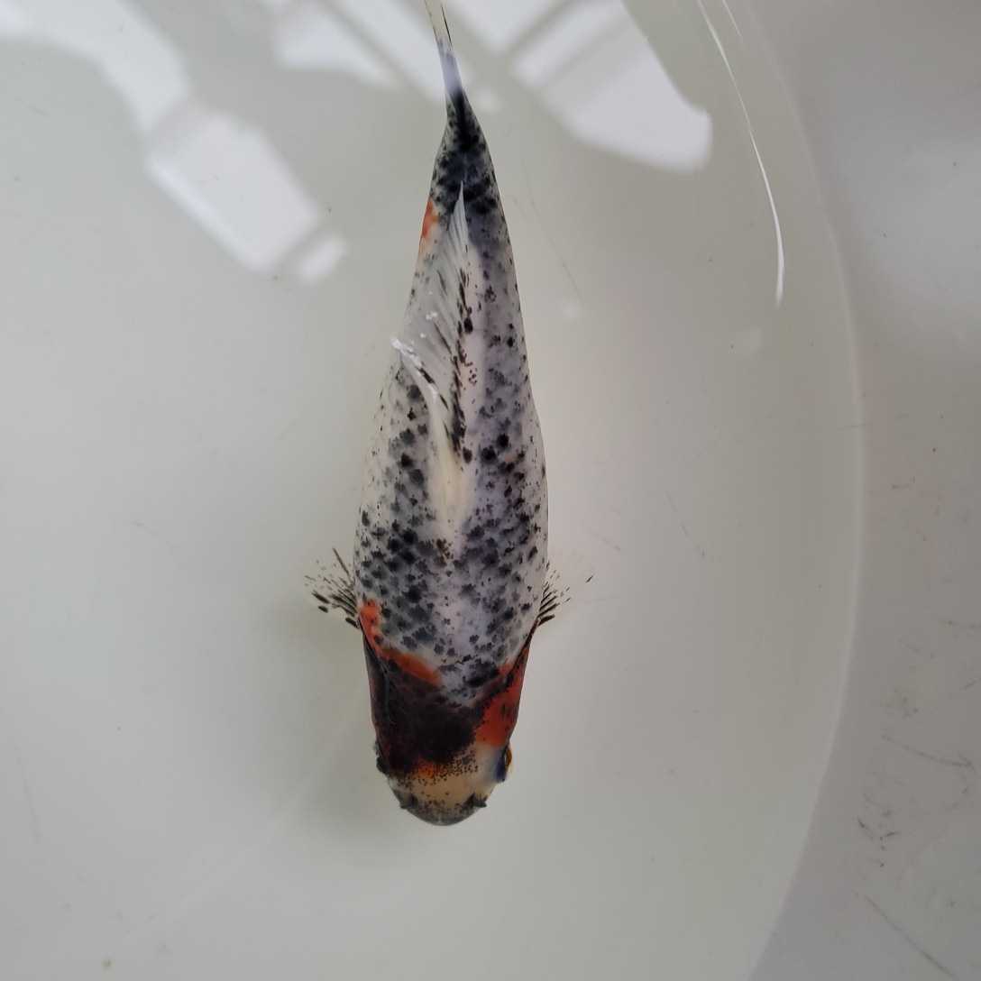 越後上越産 杭全鮒金 特選個体2022年産 約11cm №8