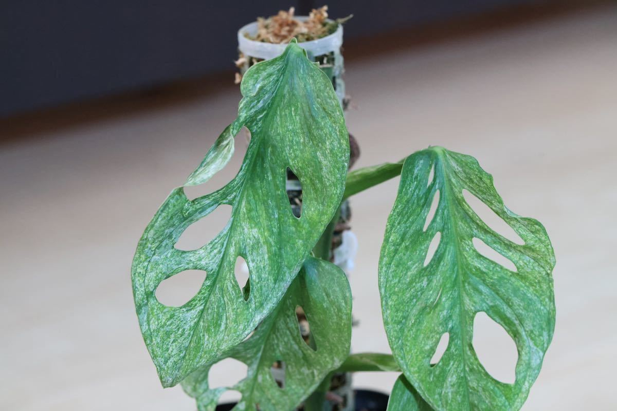 極斑入り モンステラ アダンソニー ロイヤルミントヨーロッパミント Monstera adansonii 'Royal Mint' from Europe マドカズラ_1
