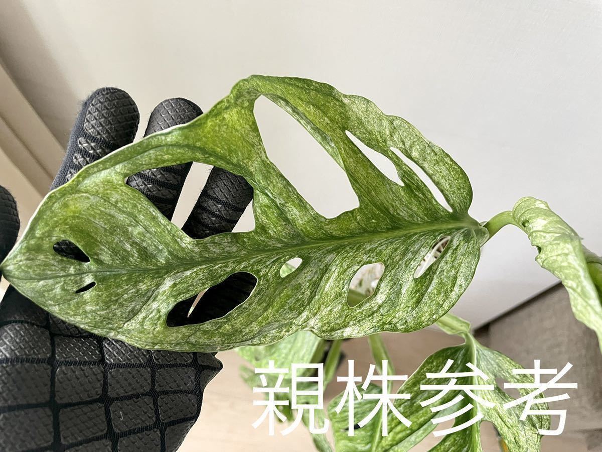 極斑入り モンステラ アダンソニー ロイヤルミントヨーロッパミント Monstera adansonii 'Royal Mint' from Europe マドカズラ_10