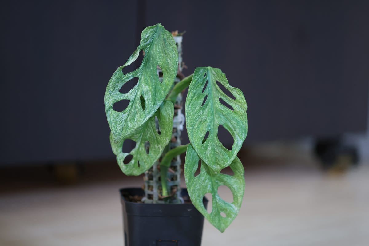 極斑入り モンステラ アダンソニー ロイヤルミントヨーロッパミント Monstera adansonii 'Royal Mint' from Europe マドカズラ_2
