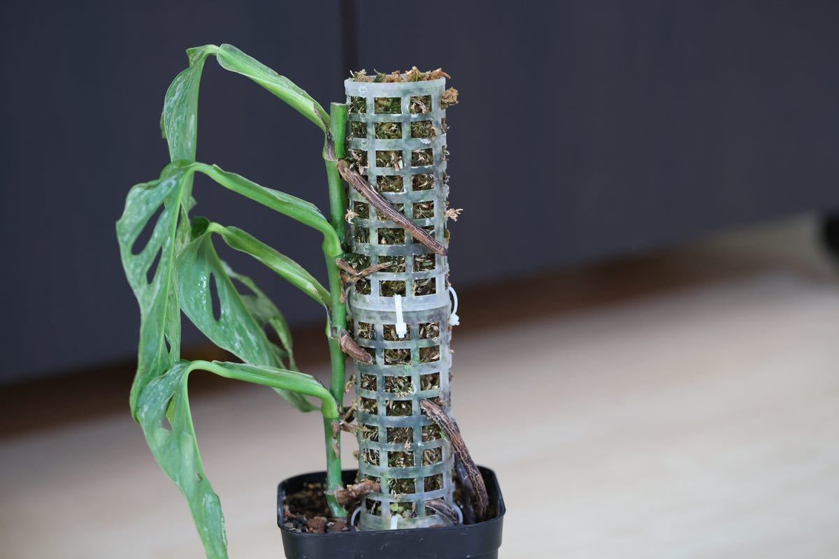 極斑入り モンステラ アダンソニー ロイヤルミントヨーロッパミント Monstera adansonii 'Royal Mint' from Europe マドカズラ_3