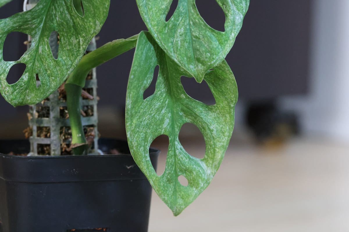 極斑入り モンステラ アダンソニー ロイヤルミントヨーロッパミント Monstera adansonii 'Royal Mint' from Europe マドカズラ_5