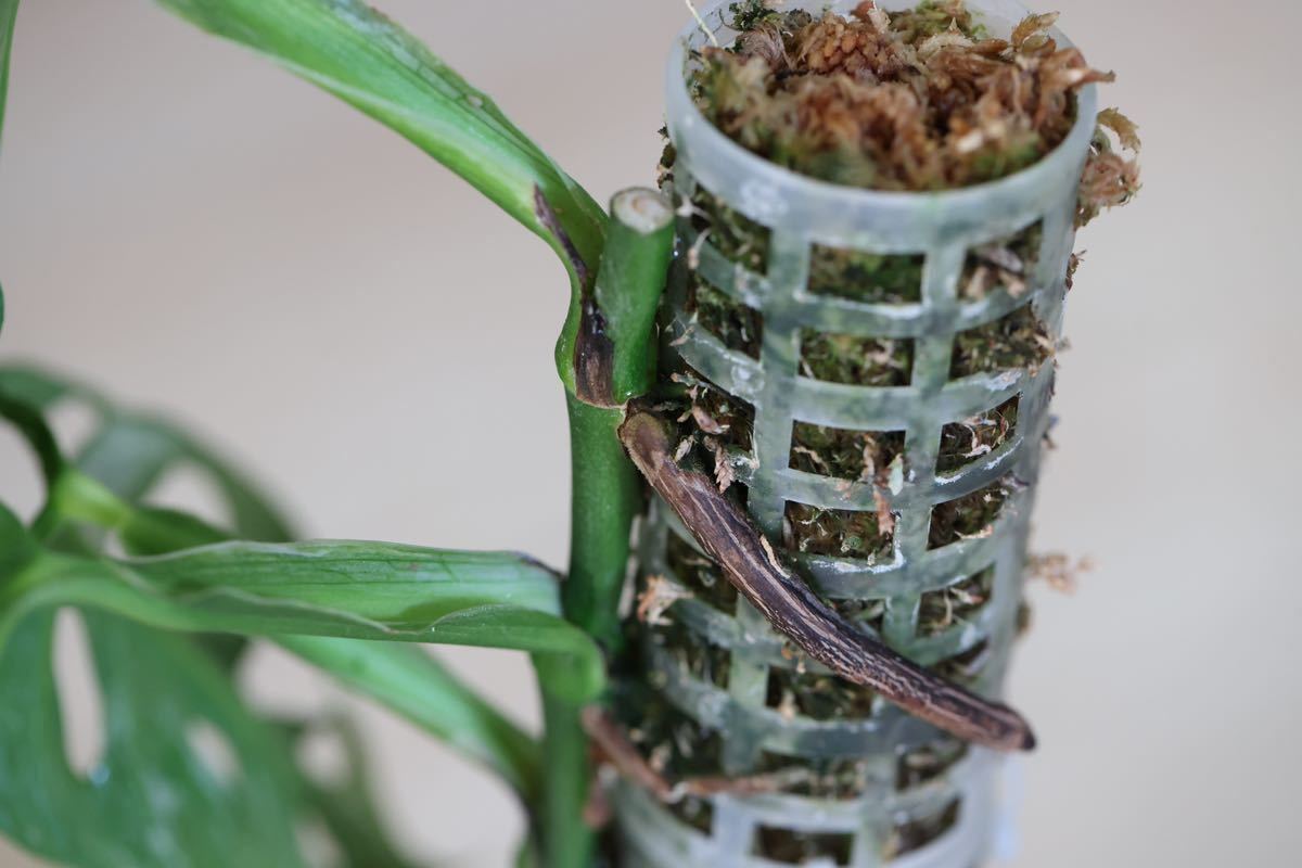 極斑入り モンステラ アダンソニー ロイヤルミントヨーロッパミント Monstera adansonii 'Royal Mint' from Europe マドカズラ_6