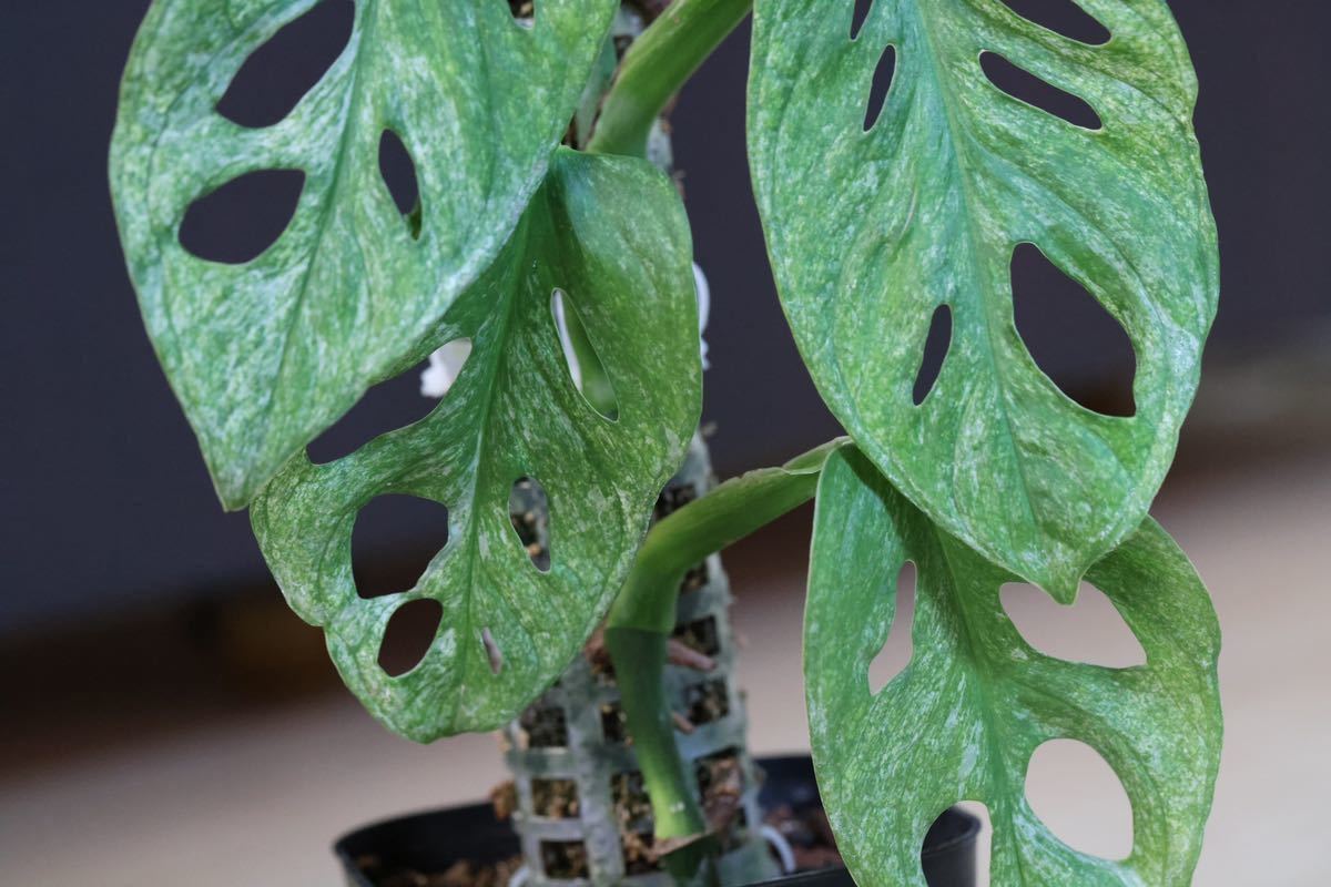 極斑入り モンステラ アダンソニー ロイヤルミントヨーロッパミント Monstera adansonii 'Royal Mint' from Europe マドカズラ_8