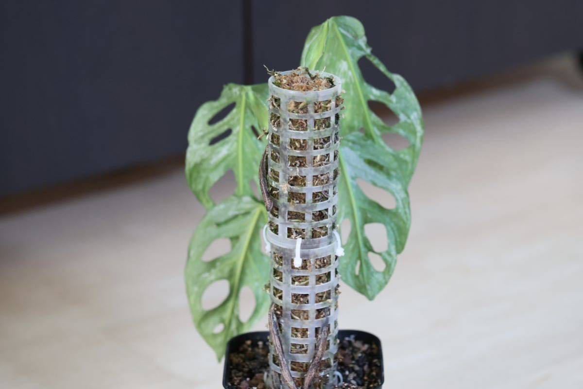 極斑入り モンステラ アダンソニー ロイヤルミントヨーロッパミント Monstera adansonii 'Royal Mint' from Europe マドカズラ_9