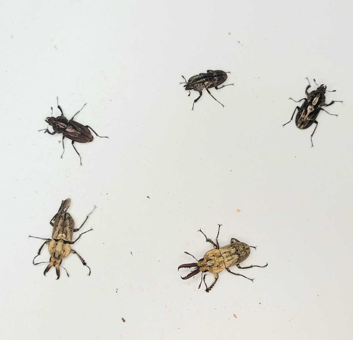 【爆産】スピックスコフキ　♂2匹♀3匹　スピックスコフキクワガタ　クワガタ