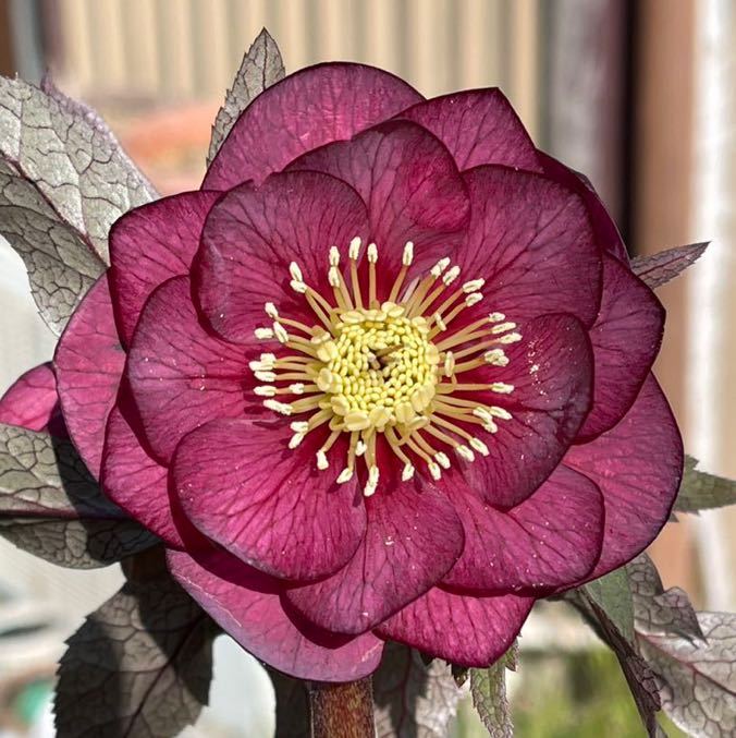 広瀬園芸 クリスマスローズ ダブル 【ベルベットレッド】 極美個体